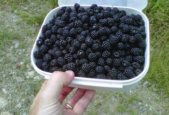 loon-lake-mountain-blackberriesr