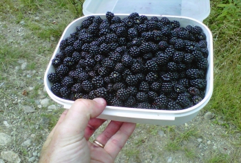 loon-lake-mountain-blackberriesr_0